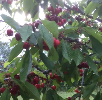 A cherry garden
